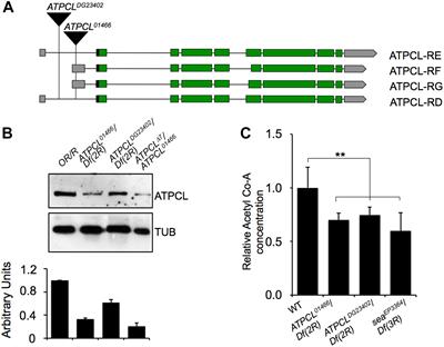 Depletion of ATP-Citrate Lyase (ATPCL) Affects Chromosome Integrity Without Altering Histone Acetylation in Drosophila Mitotic Cells